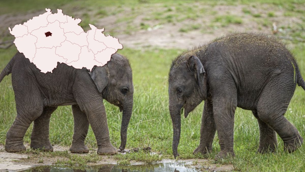 Sloní mláďata z pražské zoo dostala jména Amalee a Lakuna